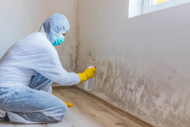 Licensed Commercial Mold Remediation service in Hamilton, GA - Car Mold Remediation